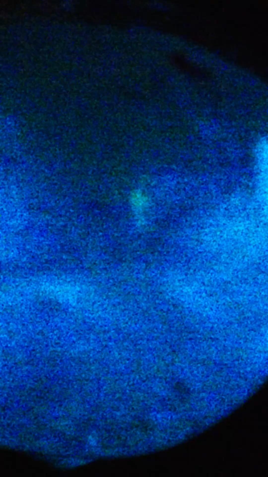 Plankton