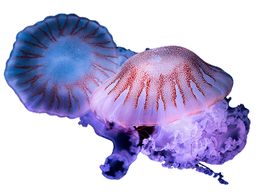 Jellyfish