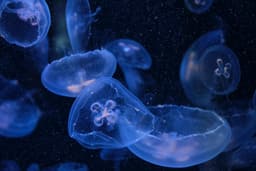 Nutrients for plankton
