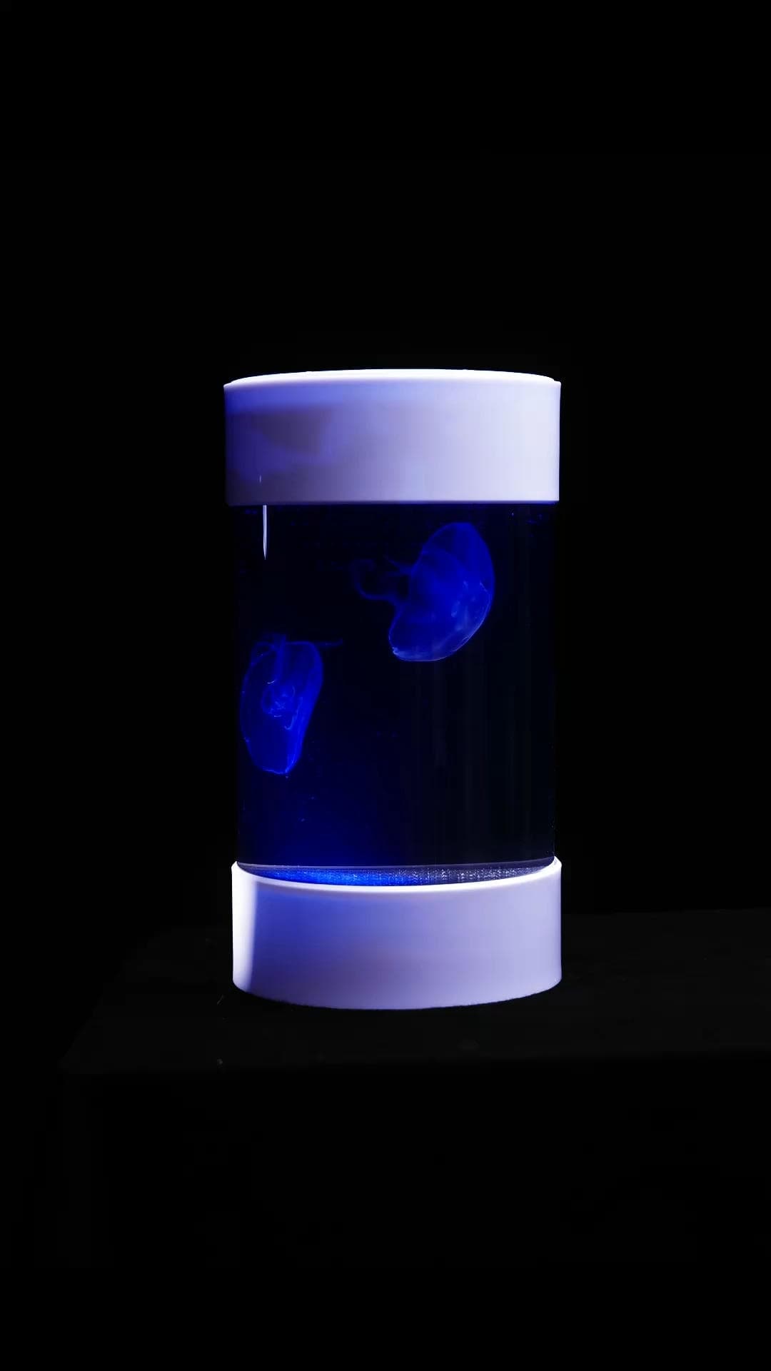 Genesis Jelly