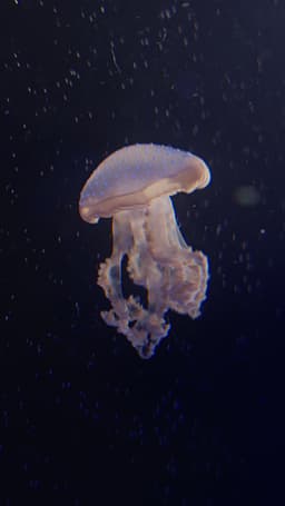 Australian Spotted Lagoon