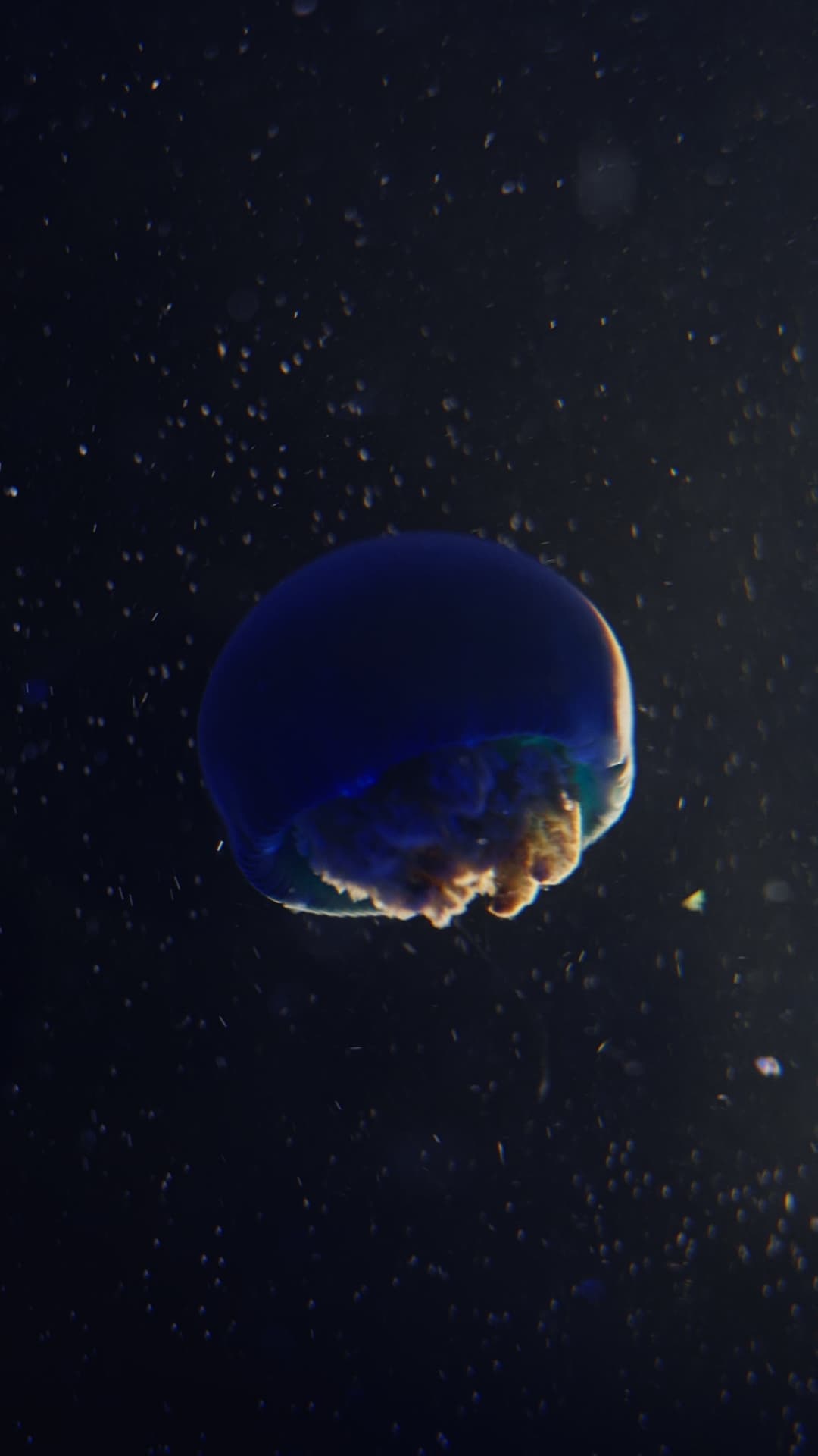 Blueblubber