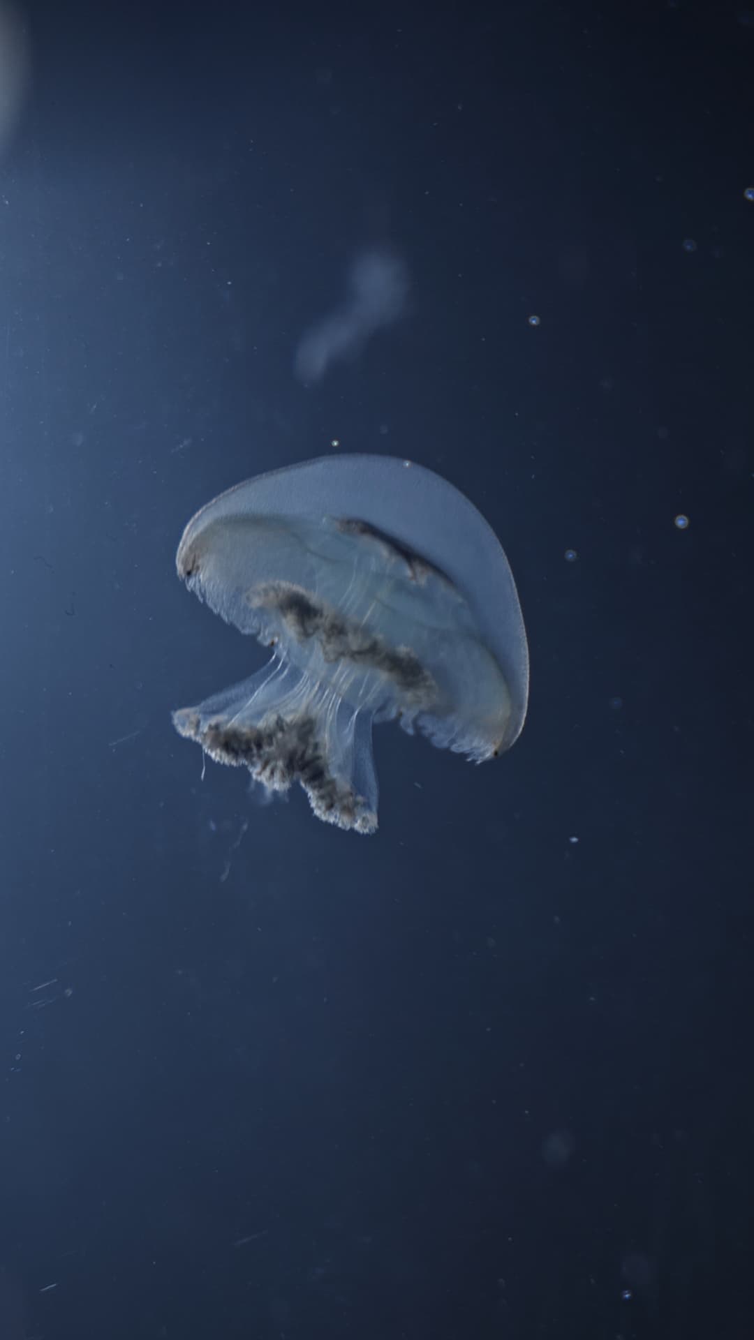 Blue Cannonball