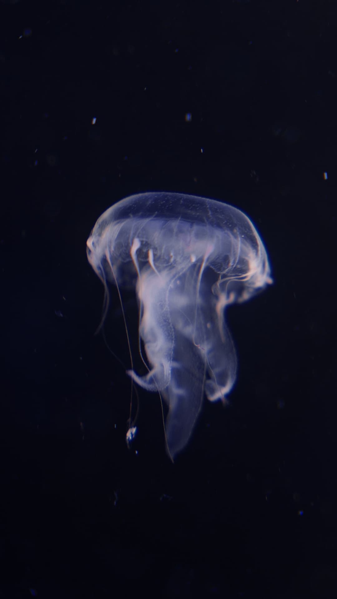 Plocamia
