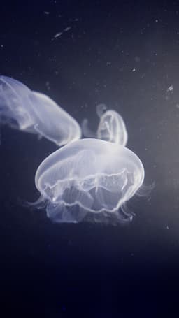 Moon jellyfish pack