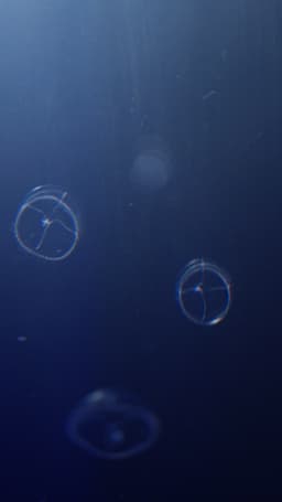 Pakiet meduz Lactoides