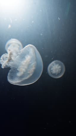 Pakiet meduz Cannonball