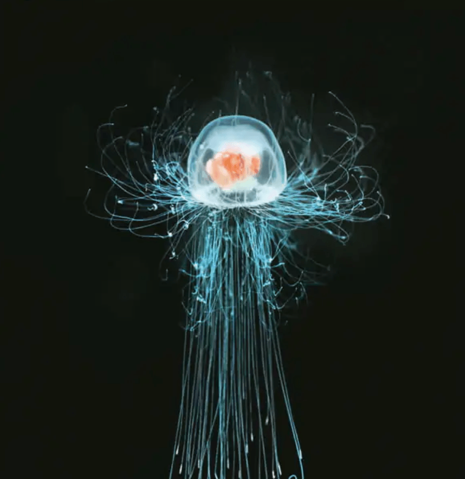 Meduza, która żyje wiecznie