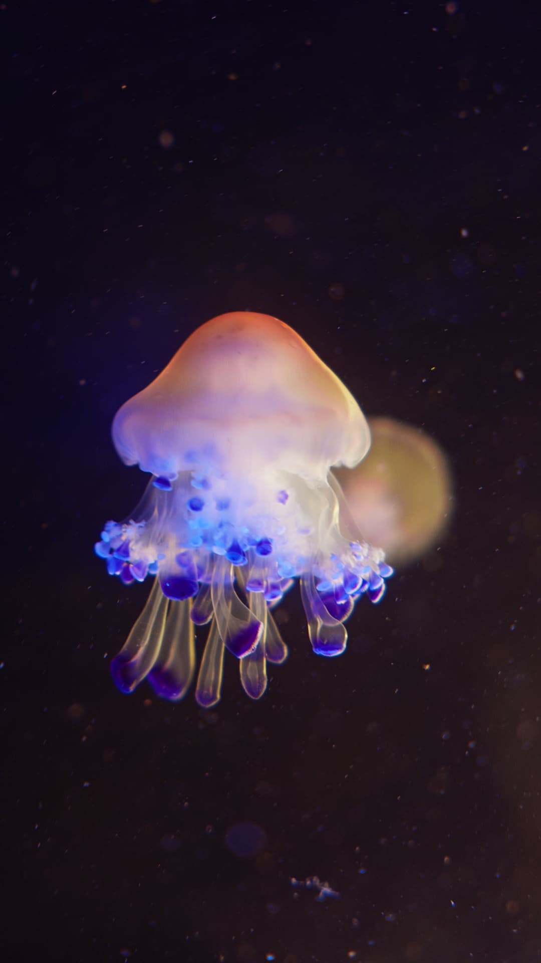 Egg